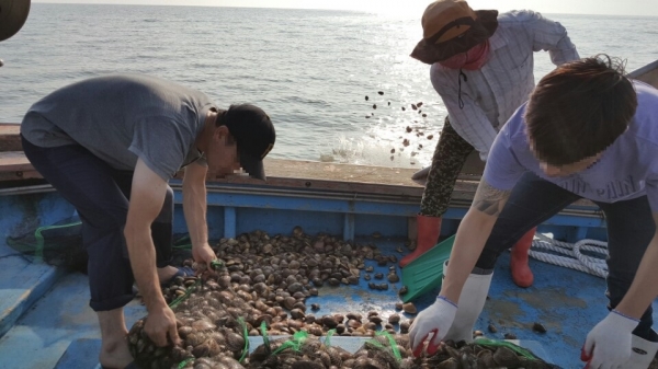 수산물 채취 확인서를 위조한 백합을 영광군 해상에 살포하고있다 =서해해경청 제공