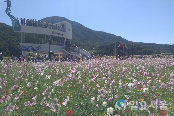북천코스모스 메밀꽃 @ 하동군 제공
