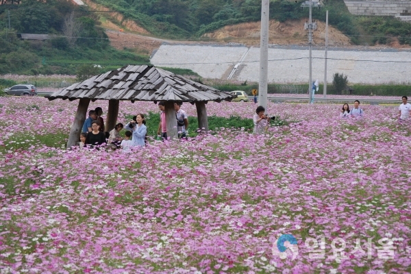 북천코스모스 메밀꽃 @ 하동군 제공