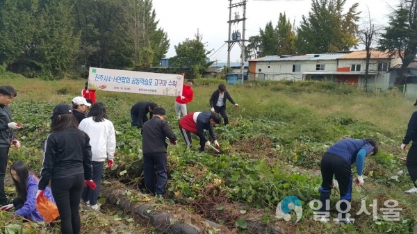 진주시 4-H연합회원 불우이웃돕기 고구마 수확 @ 진주시 제공