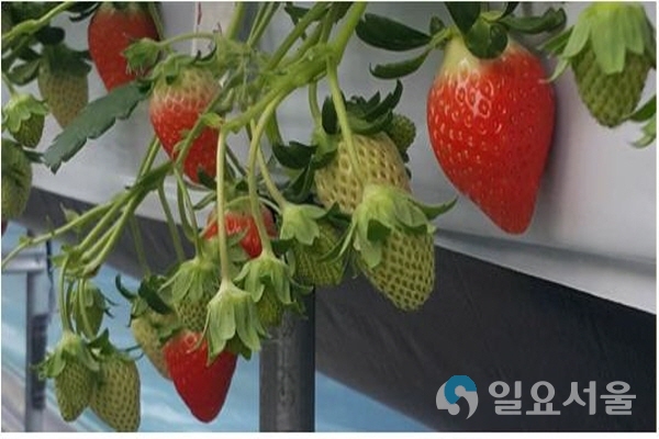 금실 @ 경상남도 농업기술원 제공