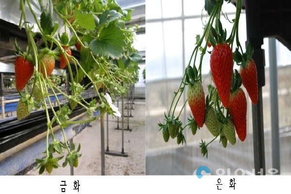 금화 와 은화 @ 경상남도 농업기술원 제공