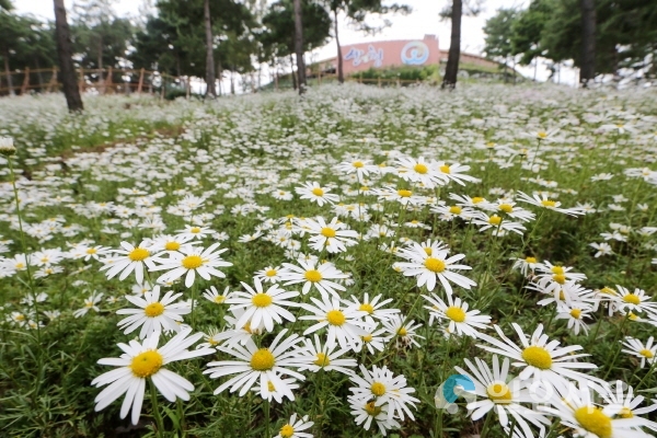 동의보감촌 구절초 만개 전경 @ 산청군 제공