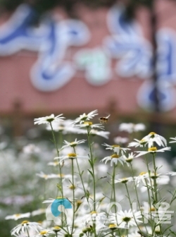 동의보감촌 구절초 만개 전경 @ 산청군 제공