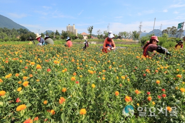 산청 약초재배단지 산청자활센터 홍화꽃 수확 한창 @ 산청군 제공