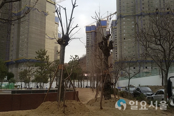 서항공원으로 이식된 벽오동 가로수 @ 창원시 제공