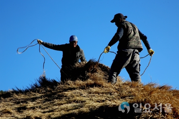 전통가옥 초가지붕 이엉잇기 @ 의령군 제공