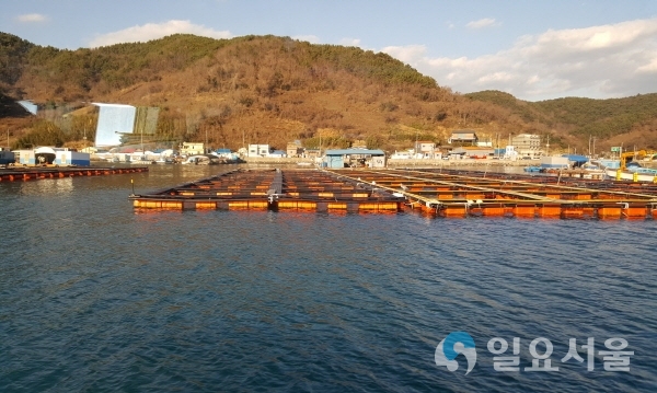 저수온 취약해역 어류가두리 어장 중점관리로 피해예방-가두리 이동해역