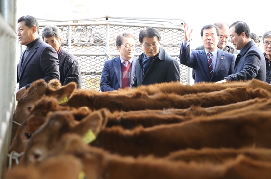 전남 으뜸송아지 송아지브랜드 경매시장 출범식 광경