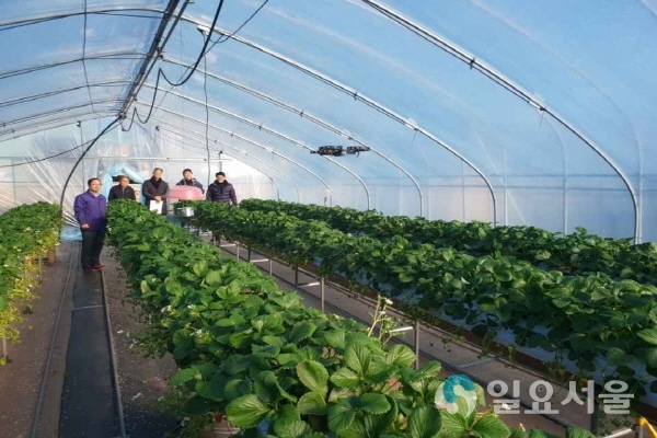 옥종딸기 드론 인공수정 @ 하동군 제공