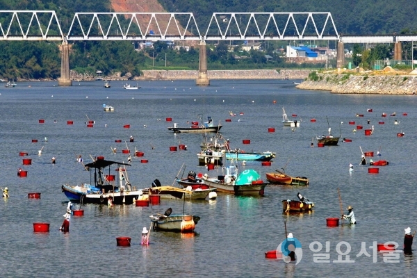 섬진강재첩 국가유산(재첩잡이) @ 하동군 제공