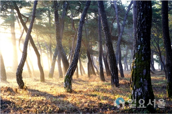 의령 신포숲 국가 산림문화자산 지정 @ 의령군 제공