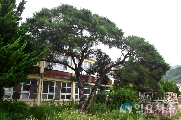 지수면 지수초등학교 부자나무 @ 진주시 제공