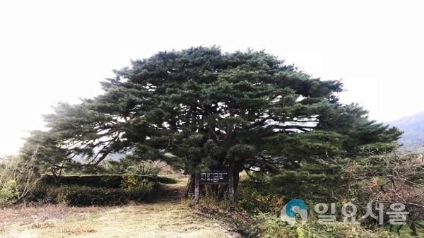 하동 악양 십일천송 @ 하동군 제공