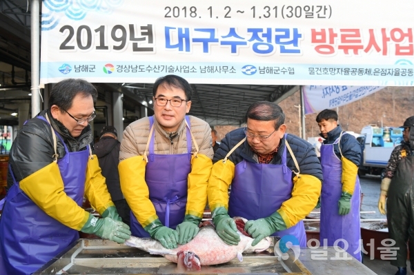 장충남 남해군수가 8일 오전 창선면 단항위판장에서 대구 인공수정 작업을 하고 있다. @ 남해군 제공