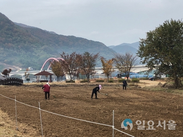 섬진강변 유채 파종 @ 하동군 제공
