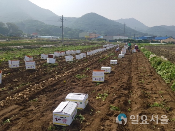 겨울에 감자 수확하는 실증 시험재배 활용 @ 통영시 제공
