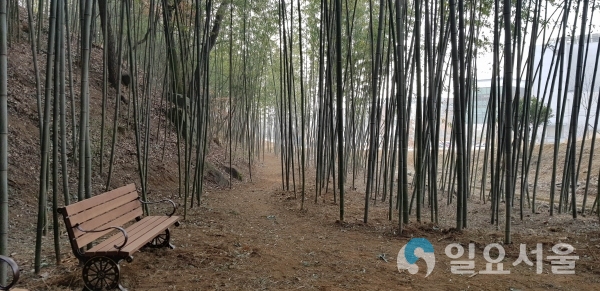 대나무산책로 @ 함양군 제공