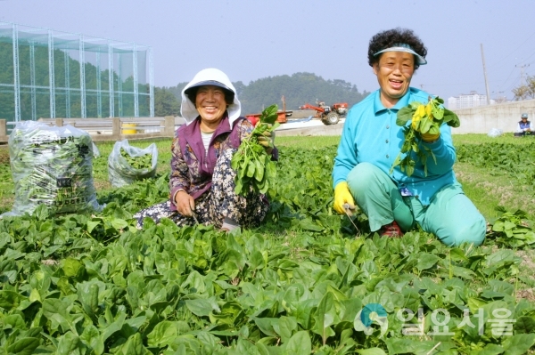 남해시금치(남해읍 광포마을) @ 남해군 제공