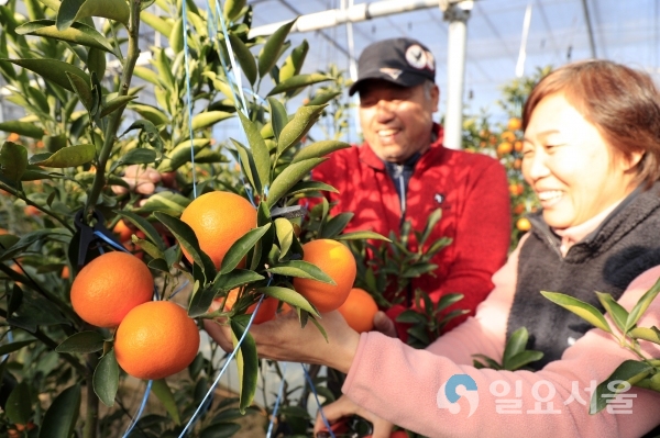 산청군 단성면 천혜향 수확 중인 김오태씨 부부 @ 산청군 제공