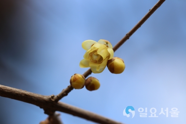 납매개화전경 @ 경상남도산림환경연구원 제공