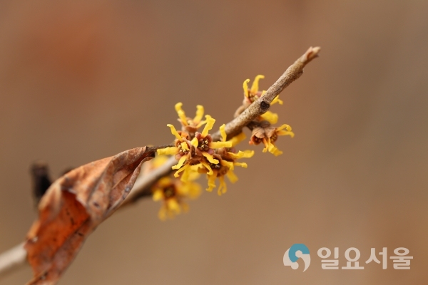 풍년화개화전경 @ 경상남도산림환경연구원 제공