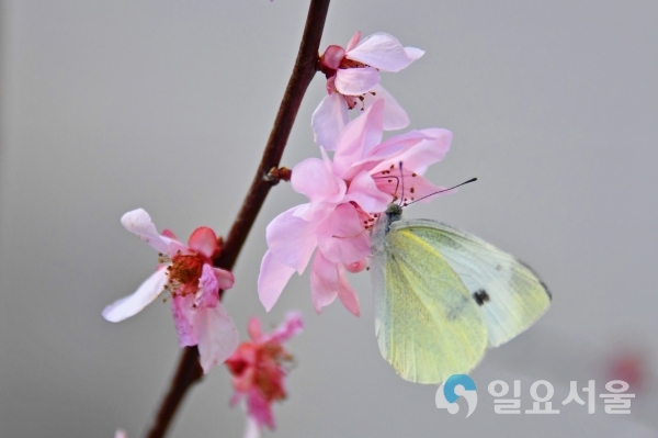 나비생태공원 내 나비온실 꽃과 나비 @ 남해군 제공
