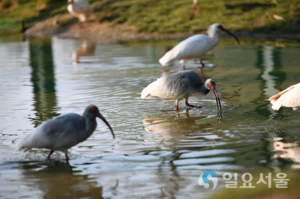 야생방사를 대비해 사냥훈련을 받고 있는 따오기의 모습 © 창녕군 제공