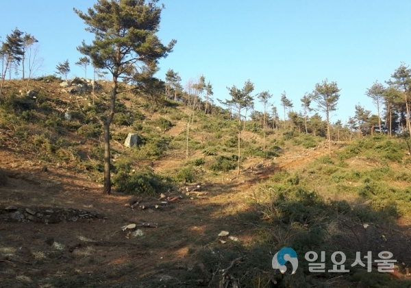 2019 조림사업 © 산청군 제공