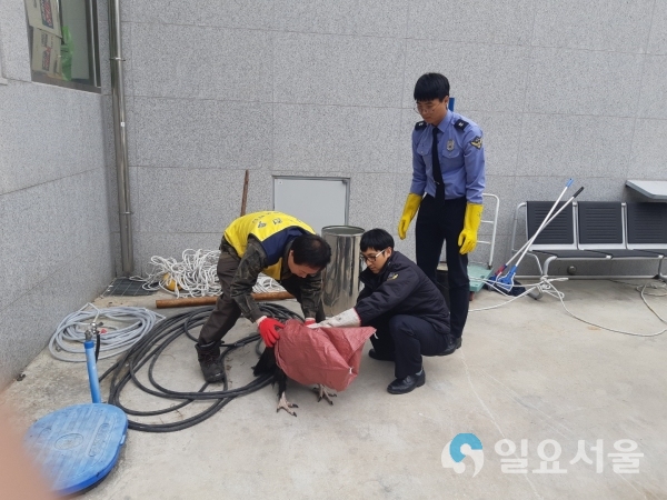 바다 추락 죽어가던 독수리 © 통영해양경찰서 제공