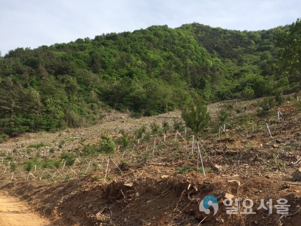 월아산 일원 봄철 조림사업지 © 진주시 제공