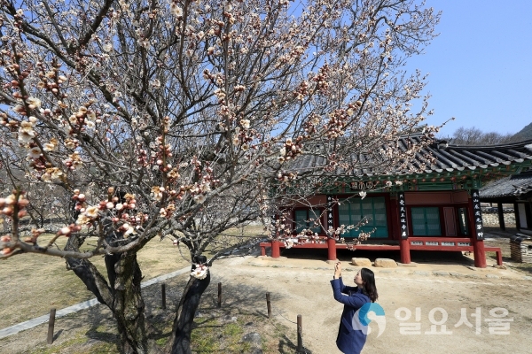 5일 산청군 단성면 남명 조식 유적지 산천재의 매화나무 ‘남명매’가 꽃망울을 터트렸다. 산천재를 찾은 방문객들이 사진을 찍고 있다. @ 산청군 제공