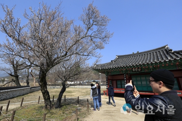 ‘남명매’는 수령 450년을 넘긴 고매(古梅)로 남명 선생이 후학을 양성하기 위해 세운 산천재 앞뜰에 직접 심은 것이다. © 산청군 제공