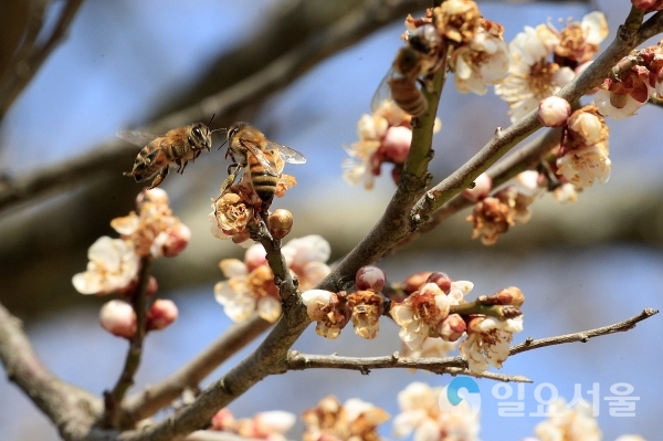 5일 산청군 단성면 남명 조식 유적지 산천재의 매화나무 ‘남명매’가 꽃망울을 터트렸다. 매화향에 이끌린 꿀벌들이 바삐 움직이고 있다. © 산청군 제공