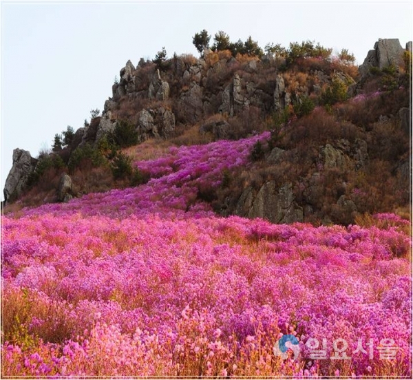 대금산진달래 축제 © 거제시 제공