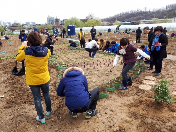 지난해 봄 ‘금천 친환경주말농장’에서 주민들이 한반도를 형상화한 텃밭에 모종을 심고 있다