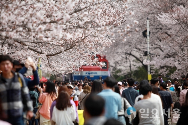 진해군항제 - 진해경화역 © 경상남도 제공