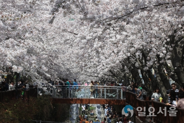 진해군항제 여좌천 © 경상남도 제공