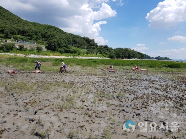 갯끈풀 제거