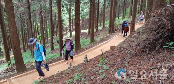 경남 창원 편백숲 황톳길 맨발걷기 체험 @ 경상남도 제공