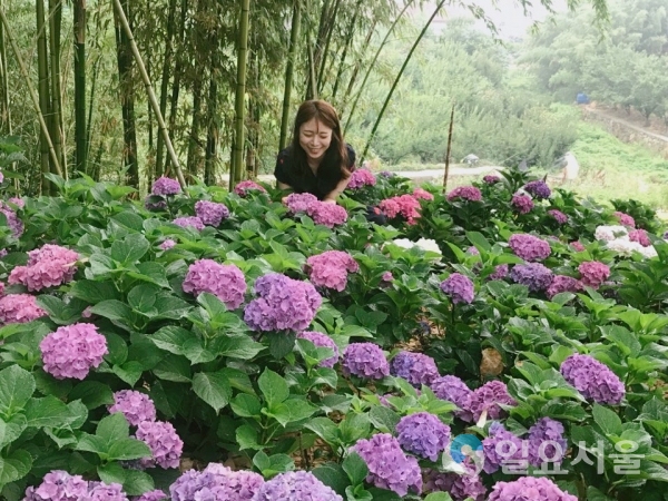대동면 수안마을 수국정원 축제 © 김해시 제공