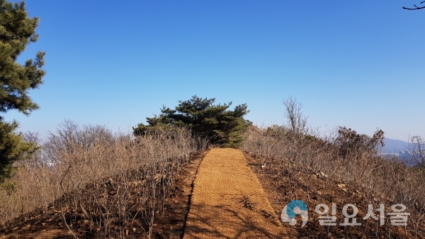 가현산 진달래 식재