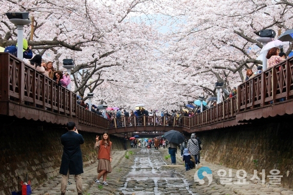 제57회 진해군항제(여좌천) © 창원시 제공