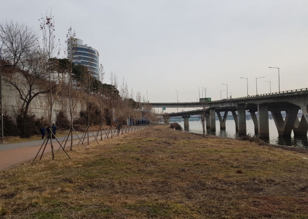 마포구 식목일 행사현장