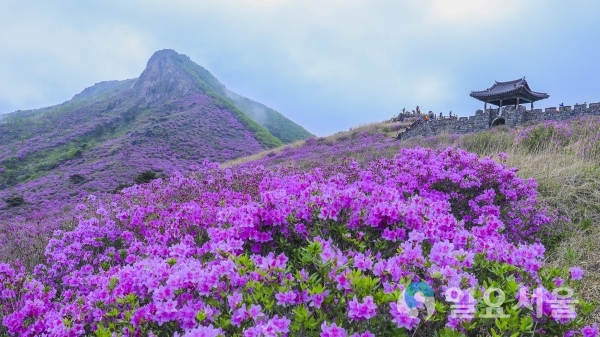 산청 차황면 황매산 철쭉제 © 산청군 제공
