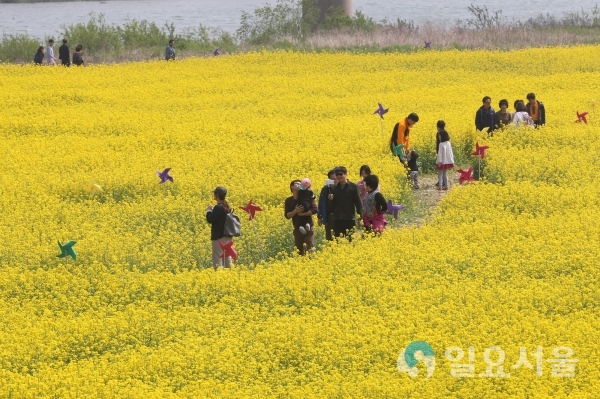 산청군 단성면 유채꽃 축제 © 산청군 제공