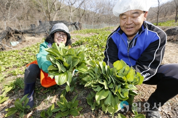 산청군 차황면 산마늘 수확