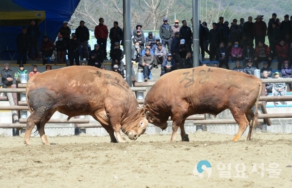 지난해 제16회 창녕 전국민속소싸움대회 © 창녕군 제공