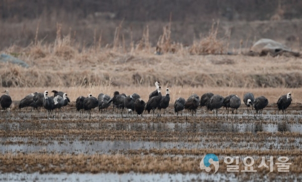 흑두루미(후평리 관찰)