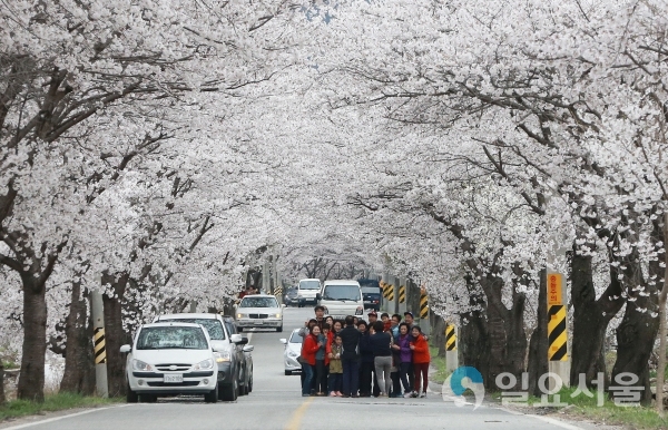 백운산 벚꽃축제 © 함양군 제공
